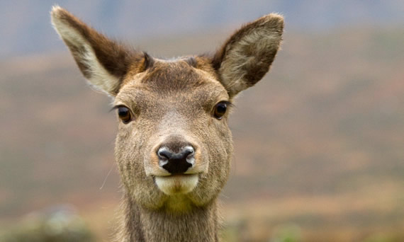 species-of-deer-in-the-uk-leaping-deer-deer-management-services
